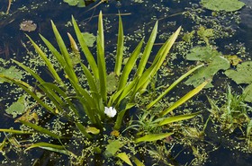 Aloès d'eau