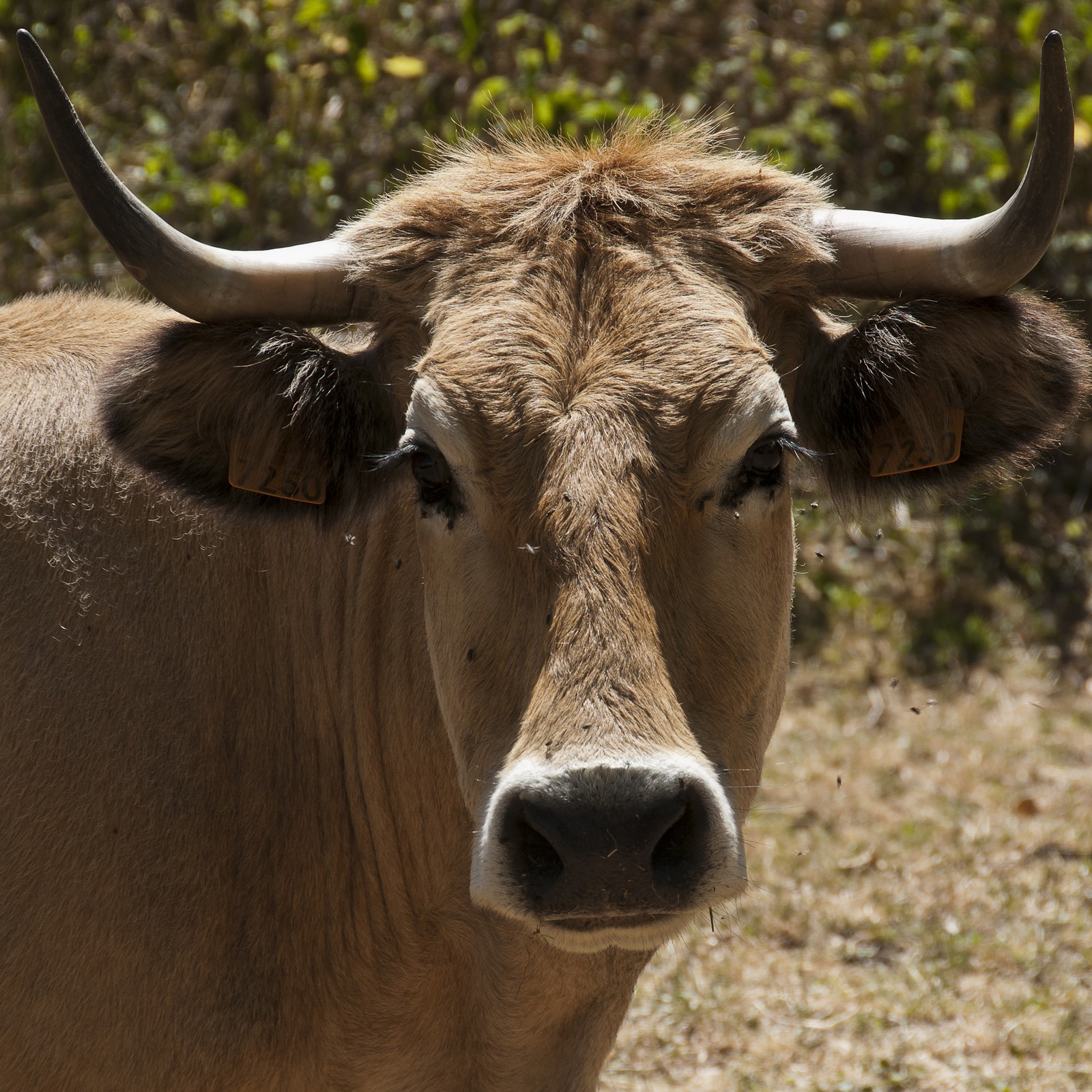 Vache &quot;Aubrac&quot;