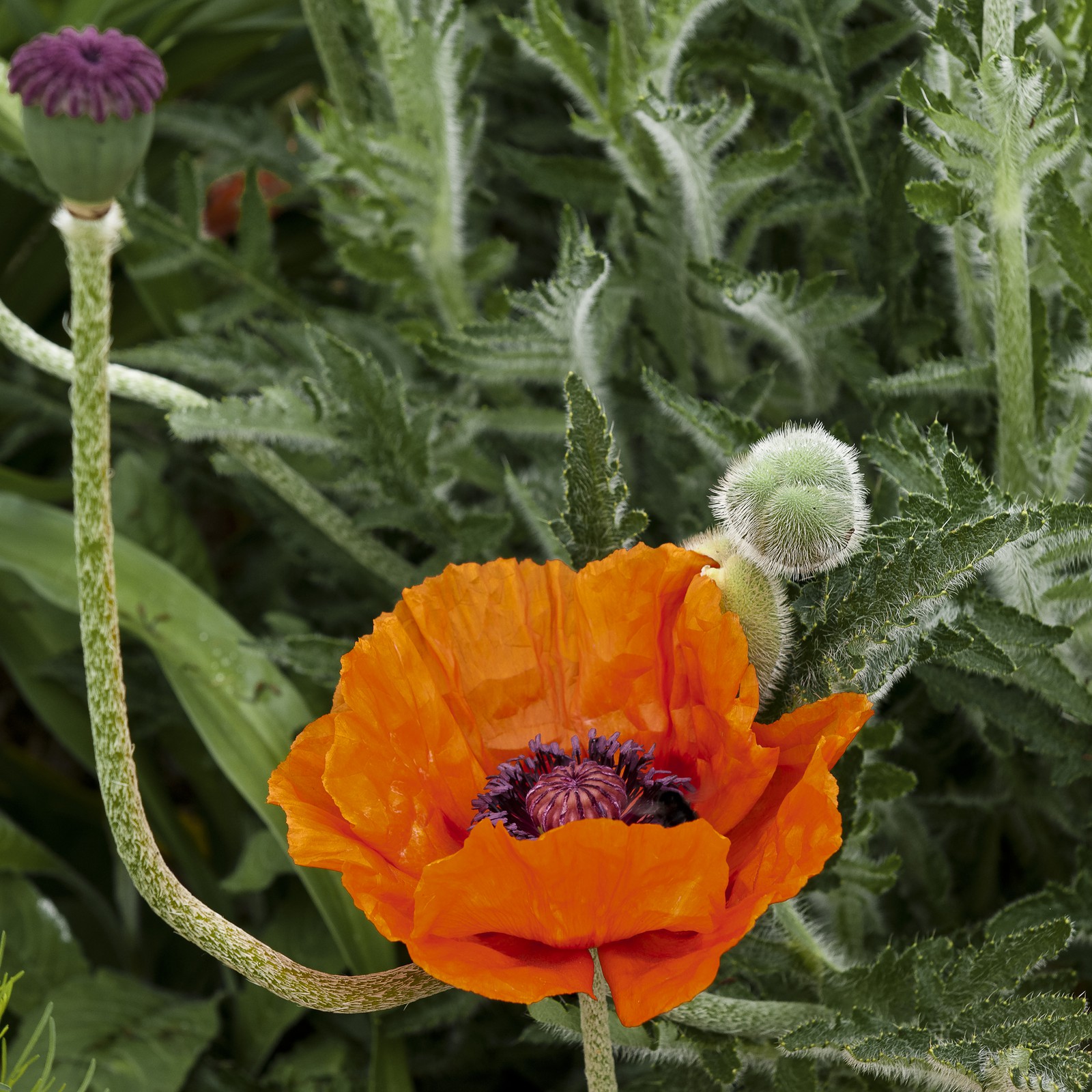 Fleur de pavot