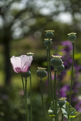 Fleurs