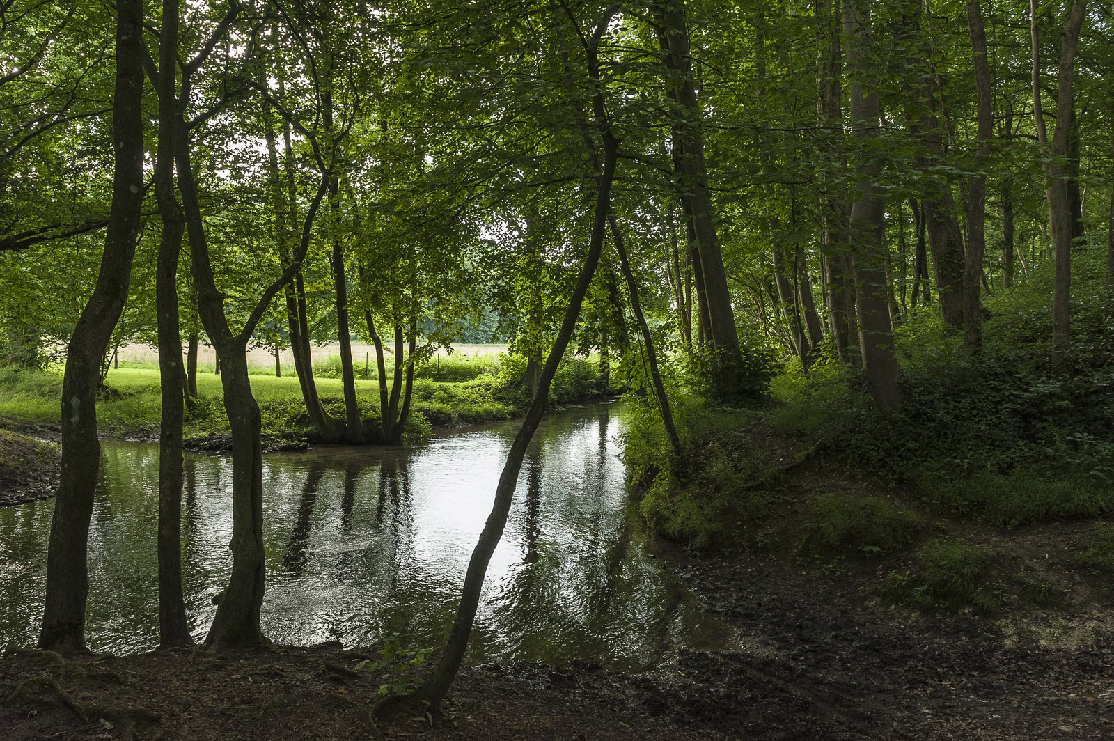 La Saâne