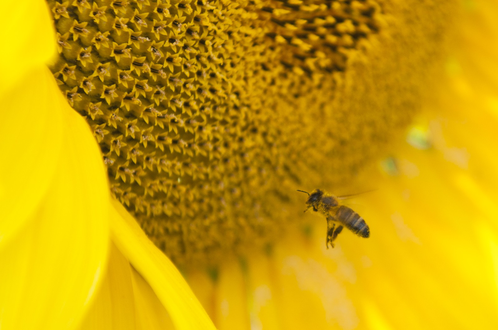 Abeille sur une fleur de tournesol