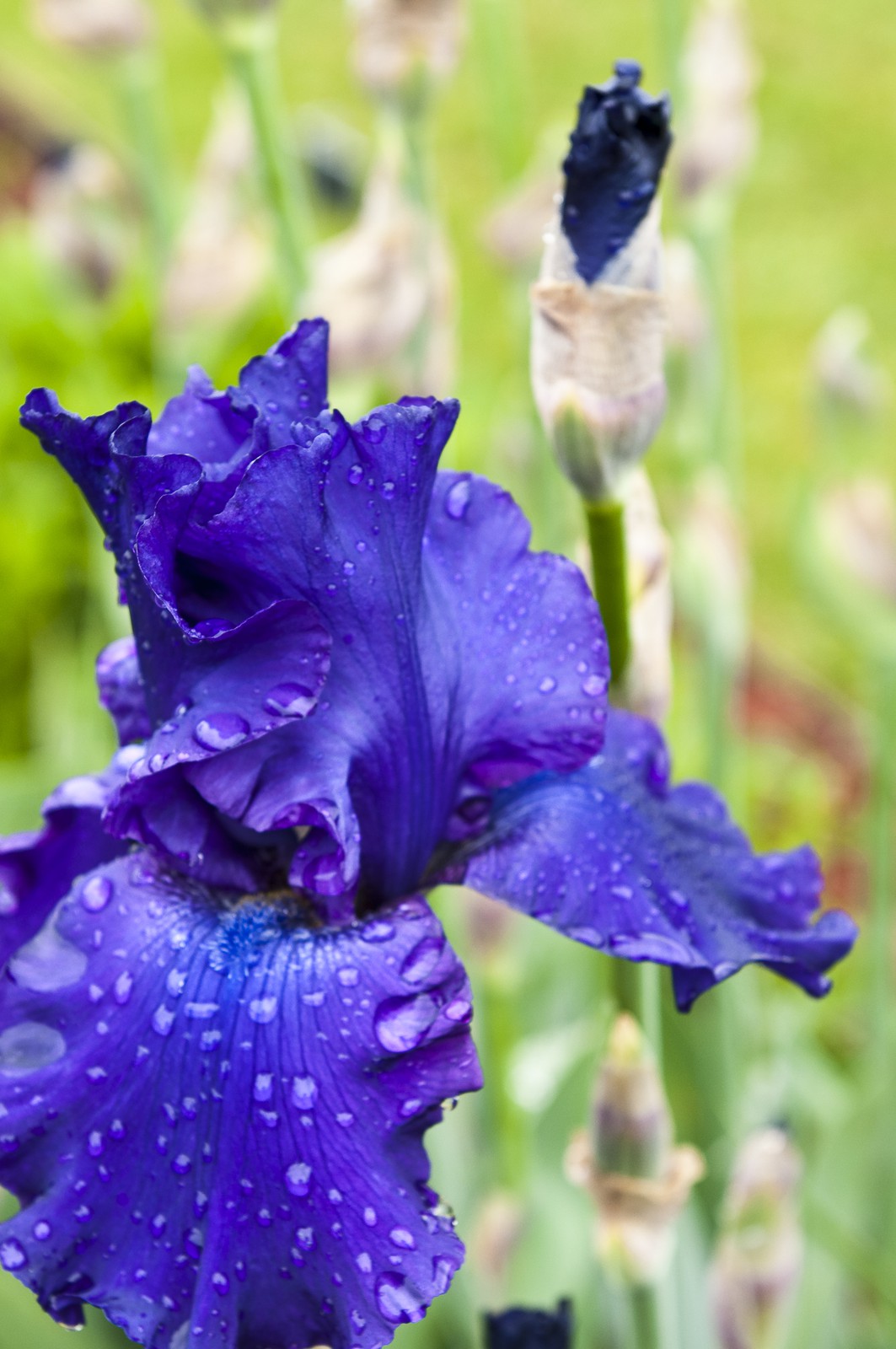 Fleur de lys