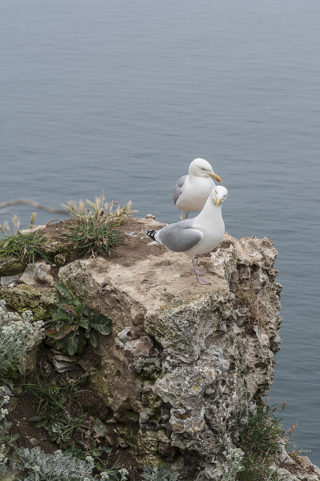 Mouettes sur les falaises