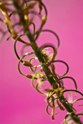 Fleur