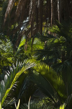 Palmiers nikau