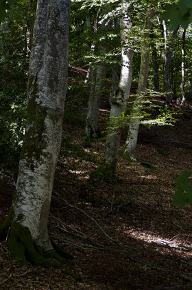 Sous-bois