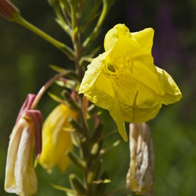 Fleur d'onagre