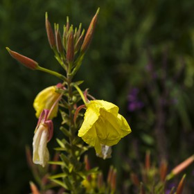 Fleur d'onagre