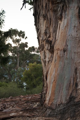 Eucalyptus