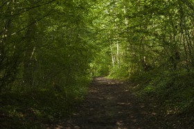 Chemin de terre
