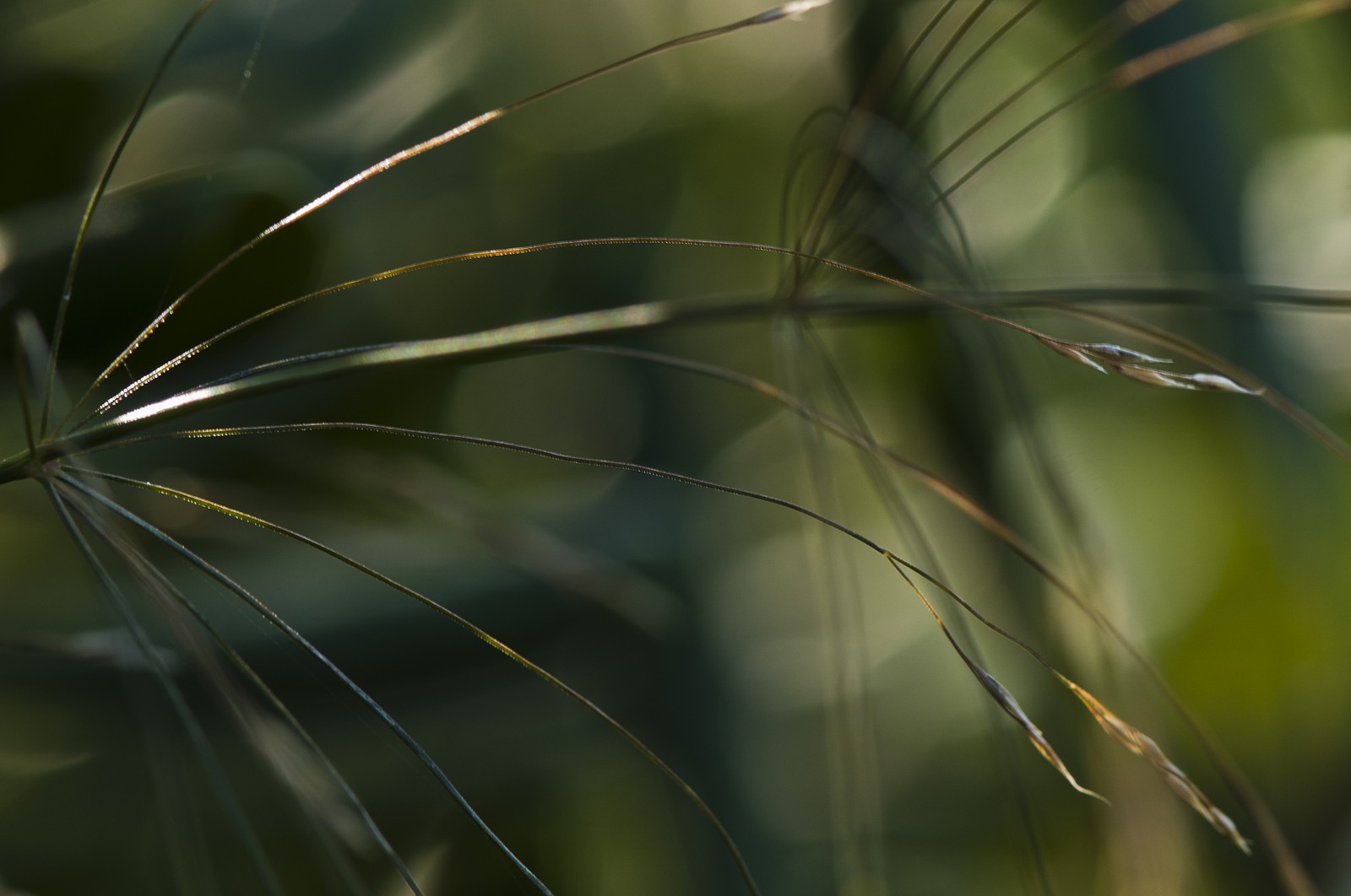 Herbe