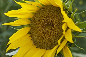 Fleur de tournesol