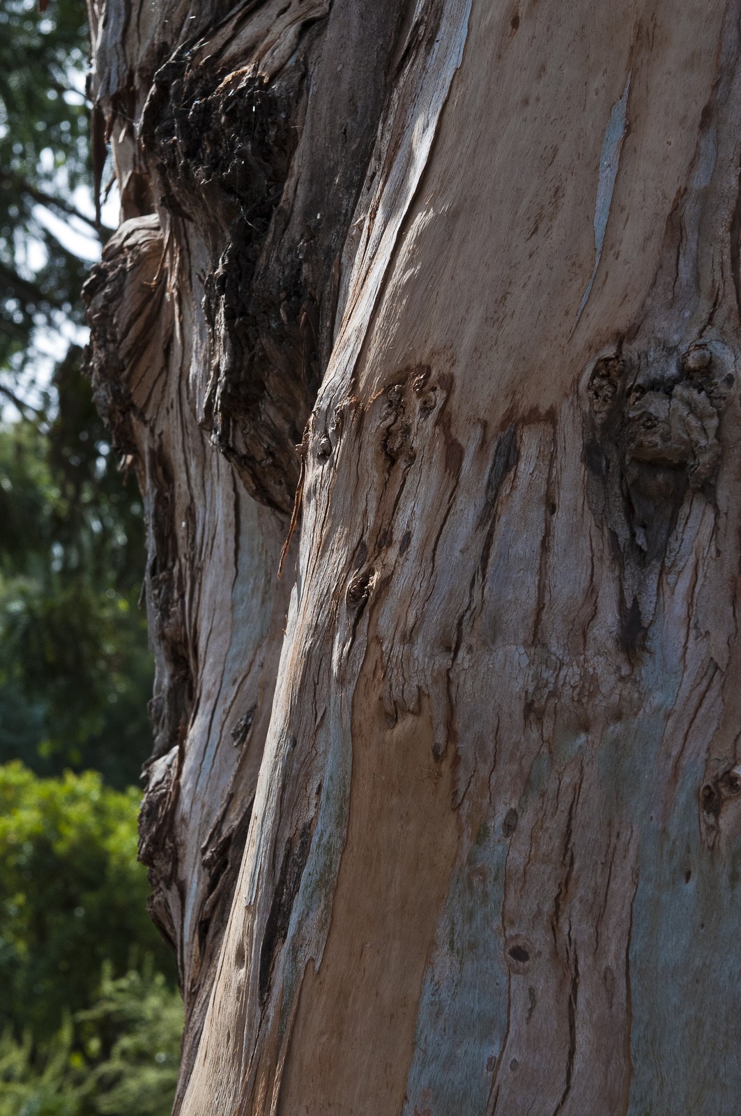 Eucalyptus
