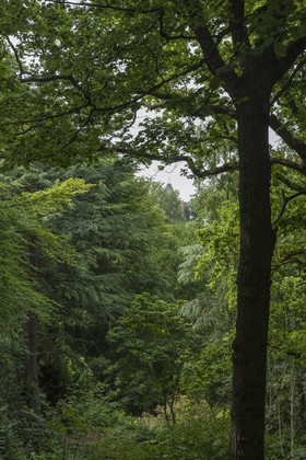 Sous-bois