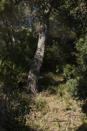 Sous-bois