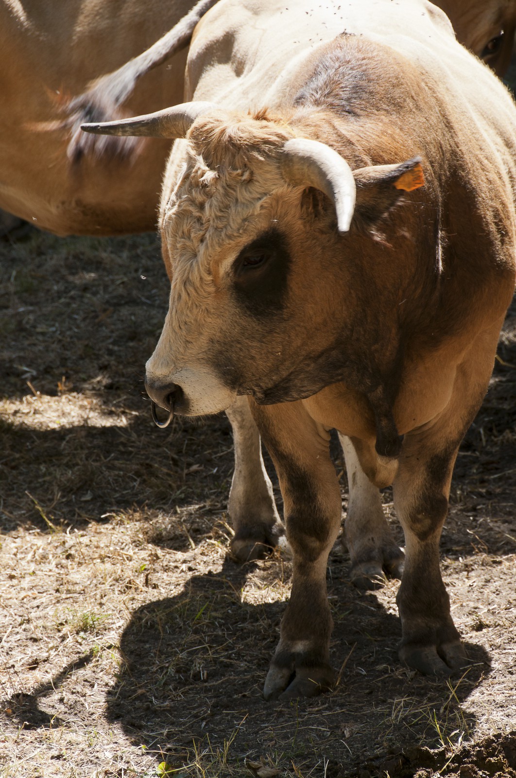 Taureau &quot;Aubrac&quot;