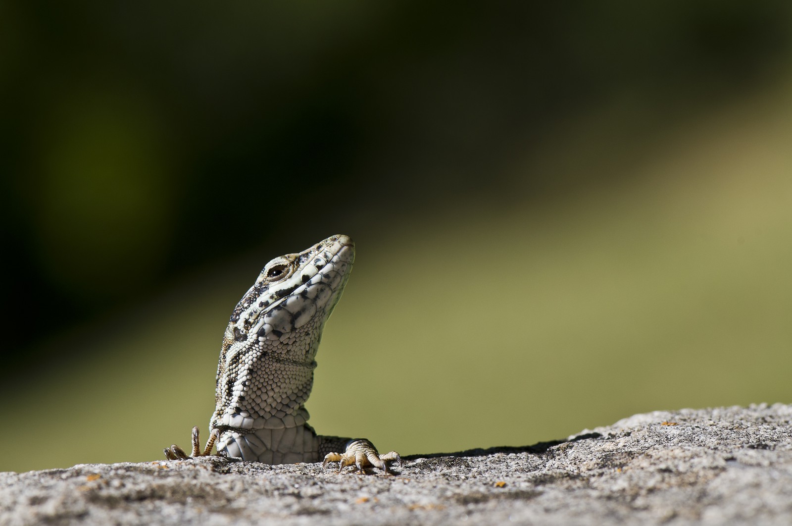 Lézard des murailles