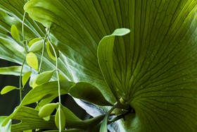 Plante aquatique