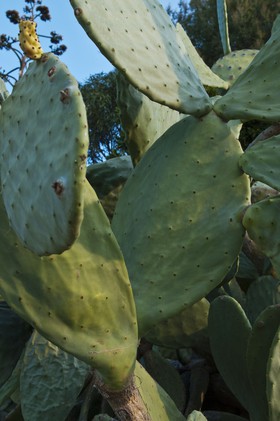 Cactus