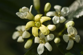 Petites fleurs