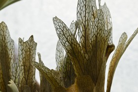 Feuilles veinées