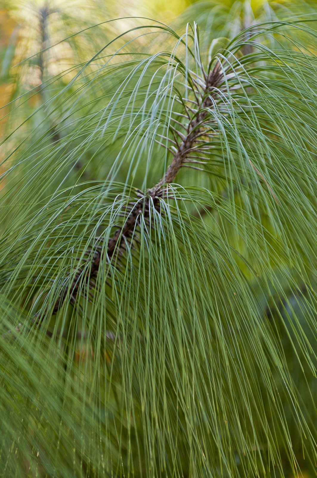 Branches de pins
