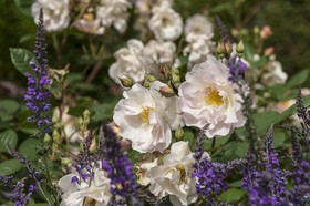 Fleur