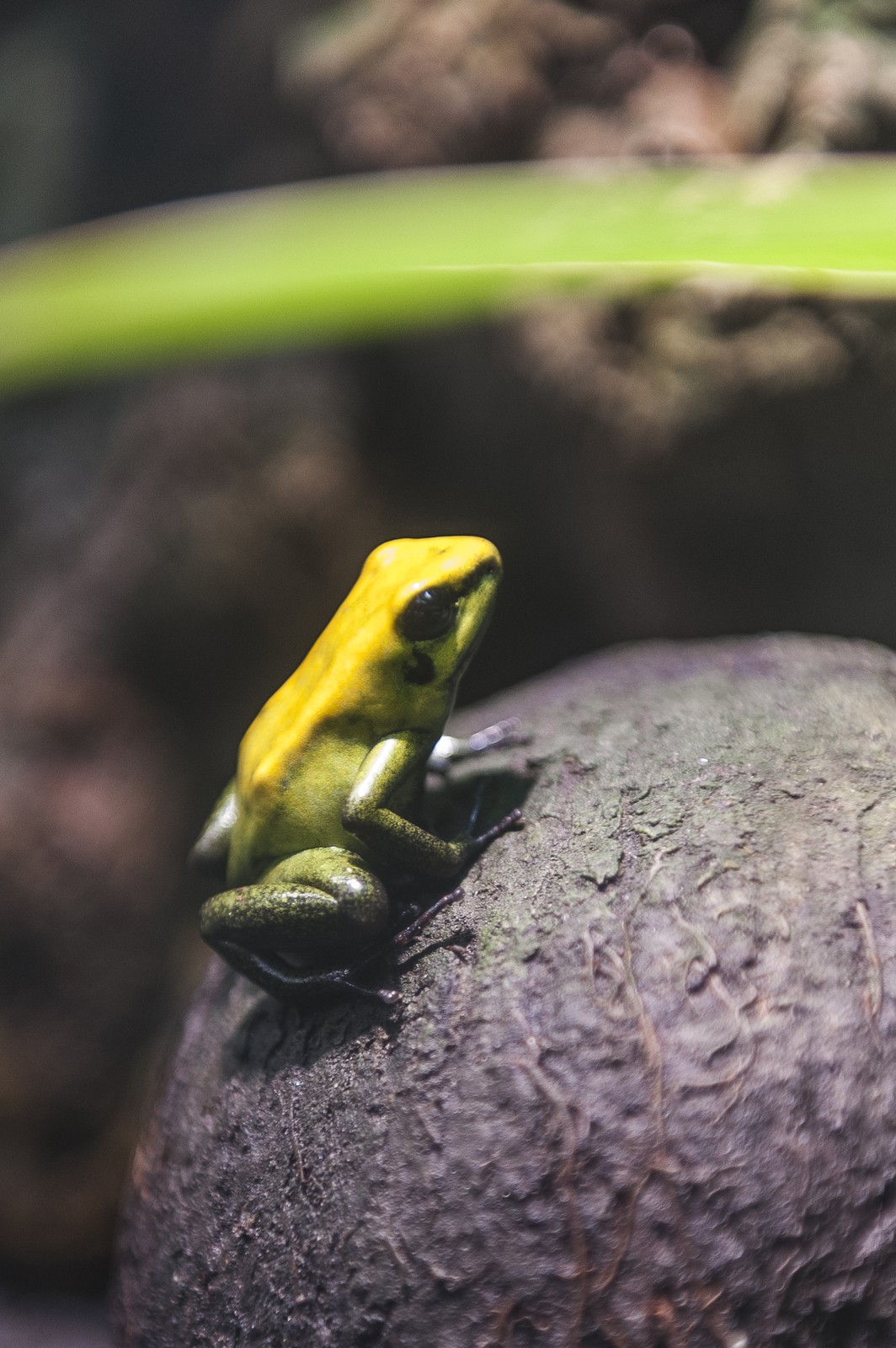 Phyllobates bicolor
