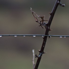 Branche de rosier