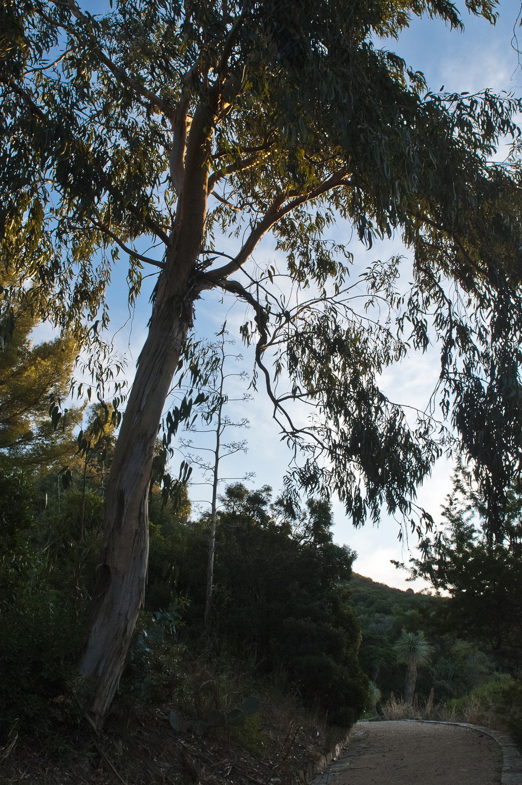 Eucalyptus