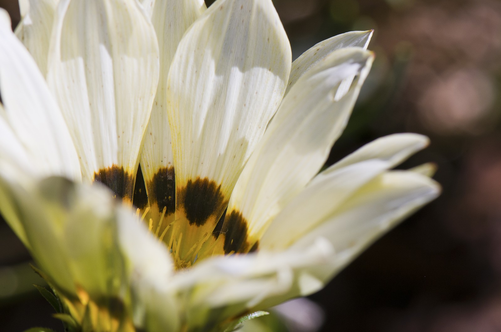 Fleur